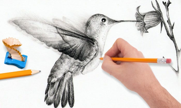 bird-drawing-realistic
